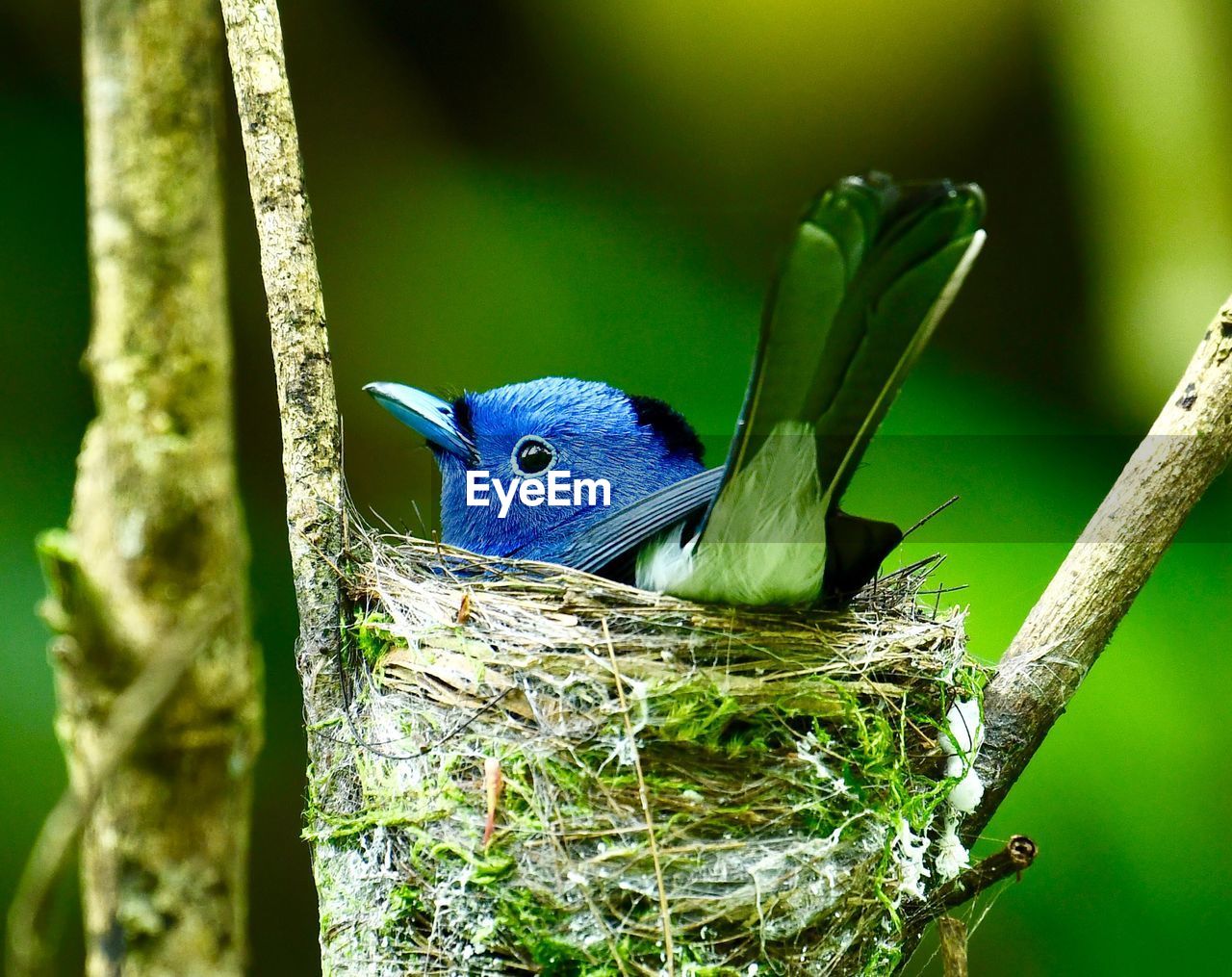 CLOSE-UP OF PEACOCK PERCHING ON BRANCH