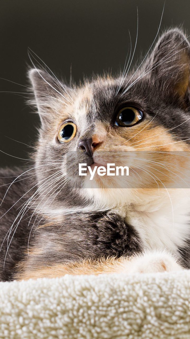 Close-up of cat looking away while relaxing on bed