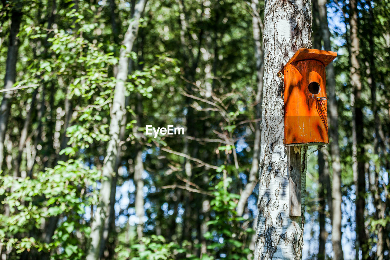 Close-up of birdhouse on tree in forest