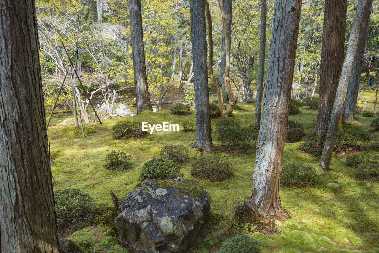 SCENIC VIEW OF FOREST