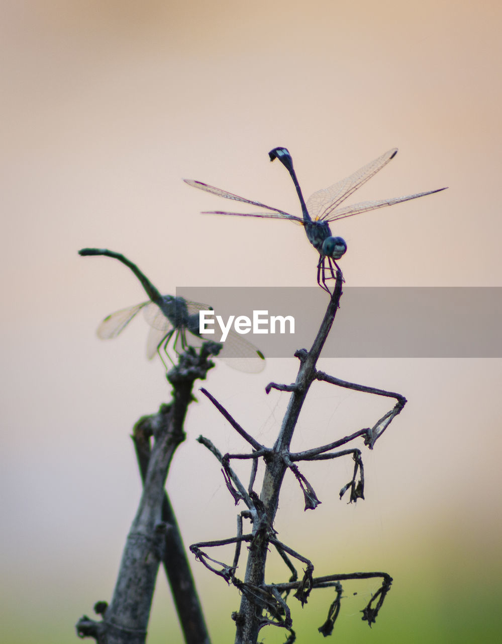 CLOSE-UP OF DRAGONFLY ON PLANT TWIG