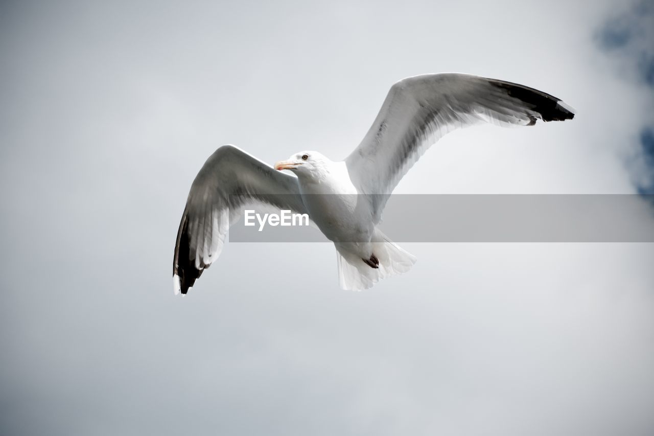 Low angle view of seagull flying against sky