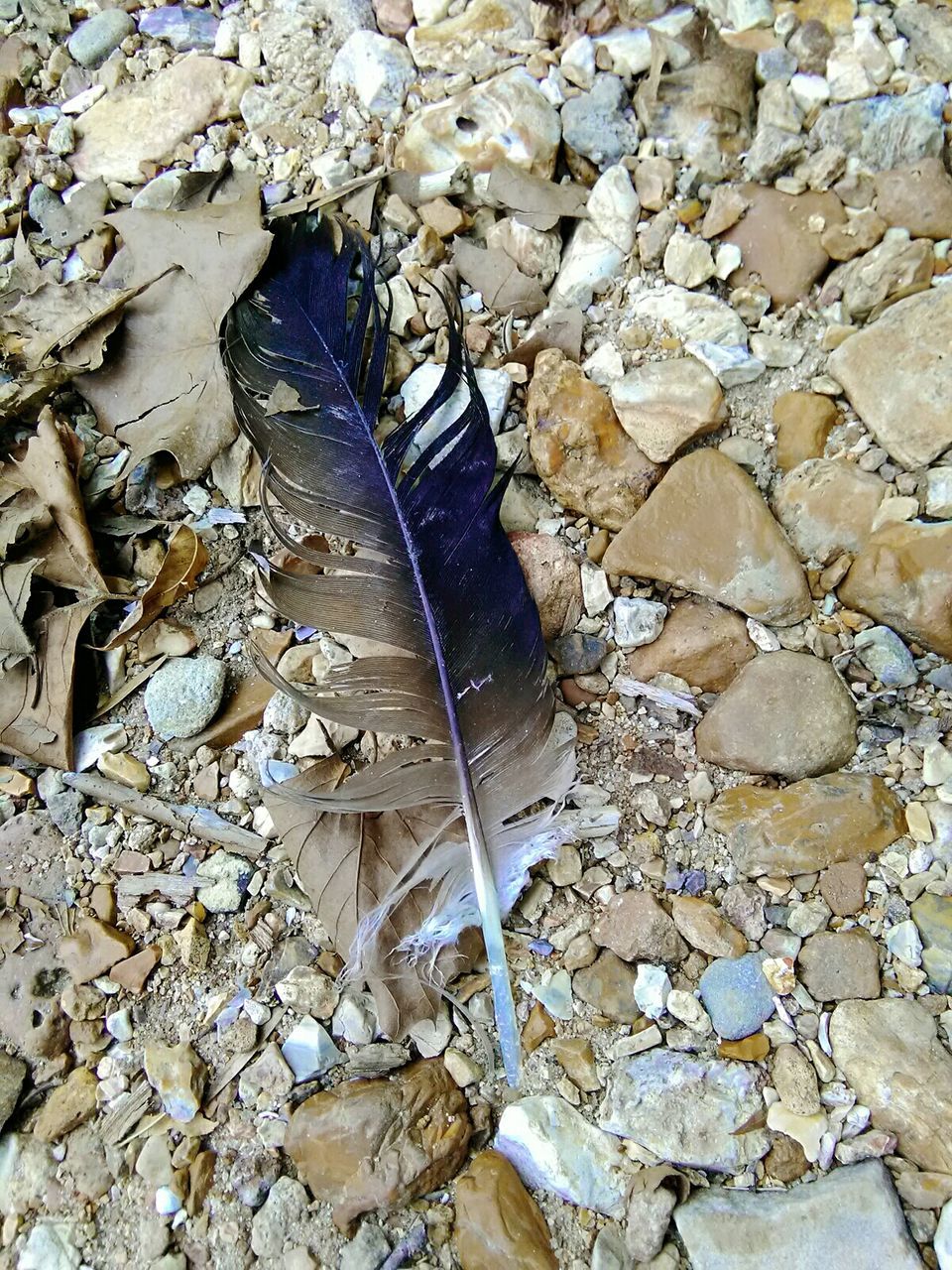 HIGH ANGLE VIEW OF FEATHER ON STONES