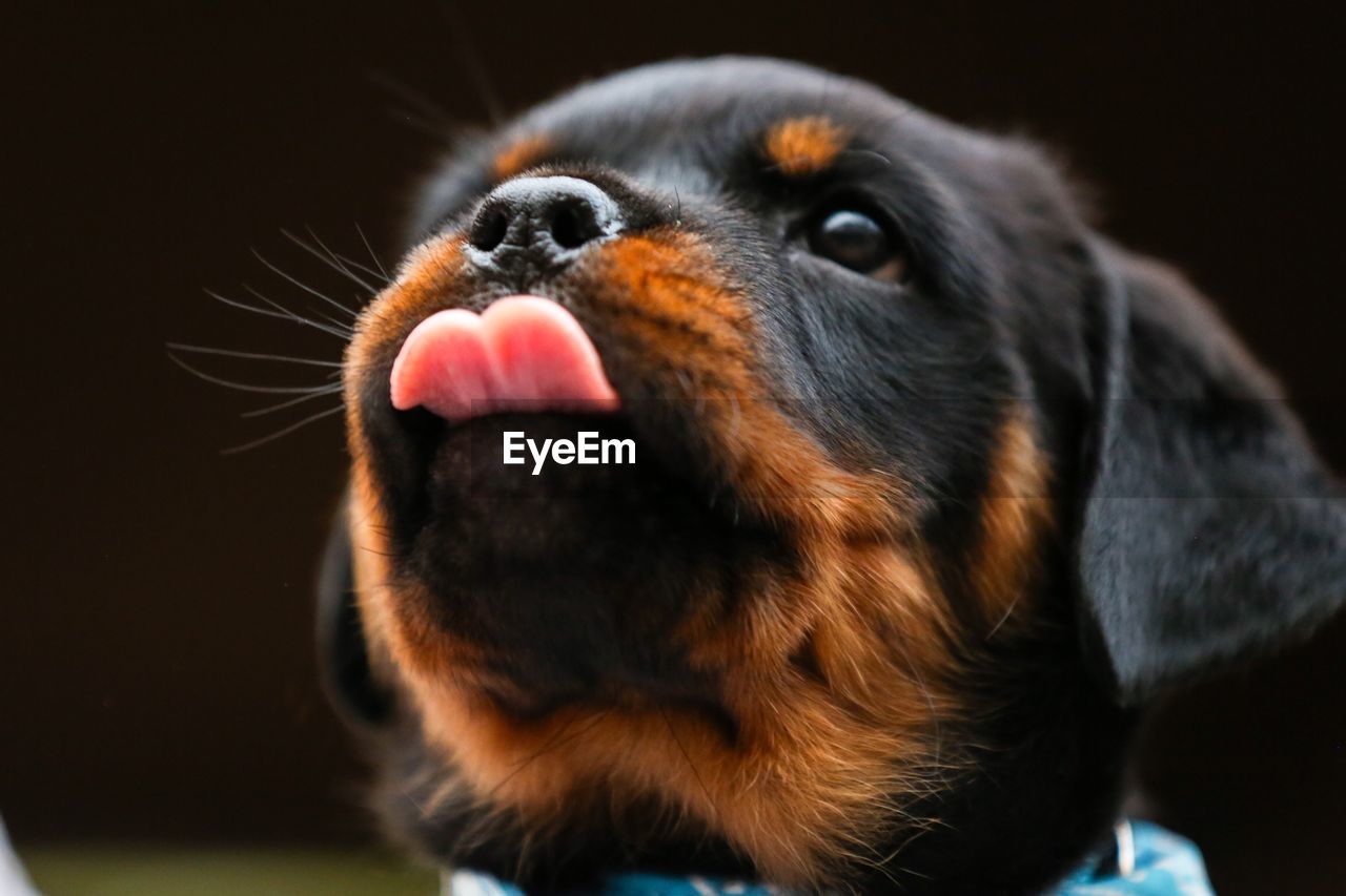 Close-up of cute puppy sticking out tongue