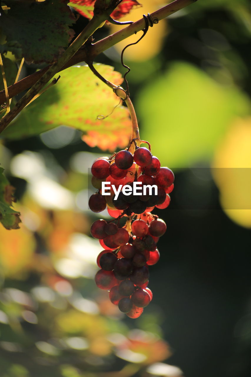 CLOSE-UP OF FRUITS ON TREE