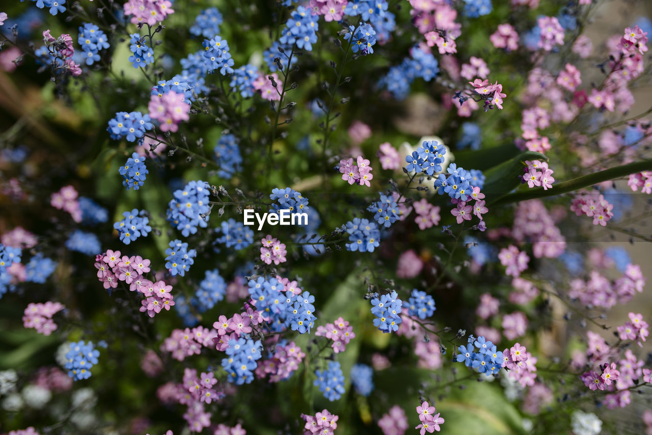 Close-up of purple flowering plants