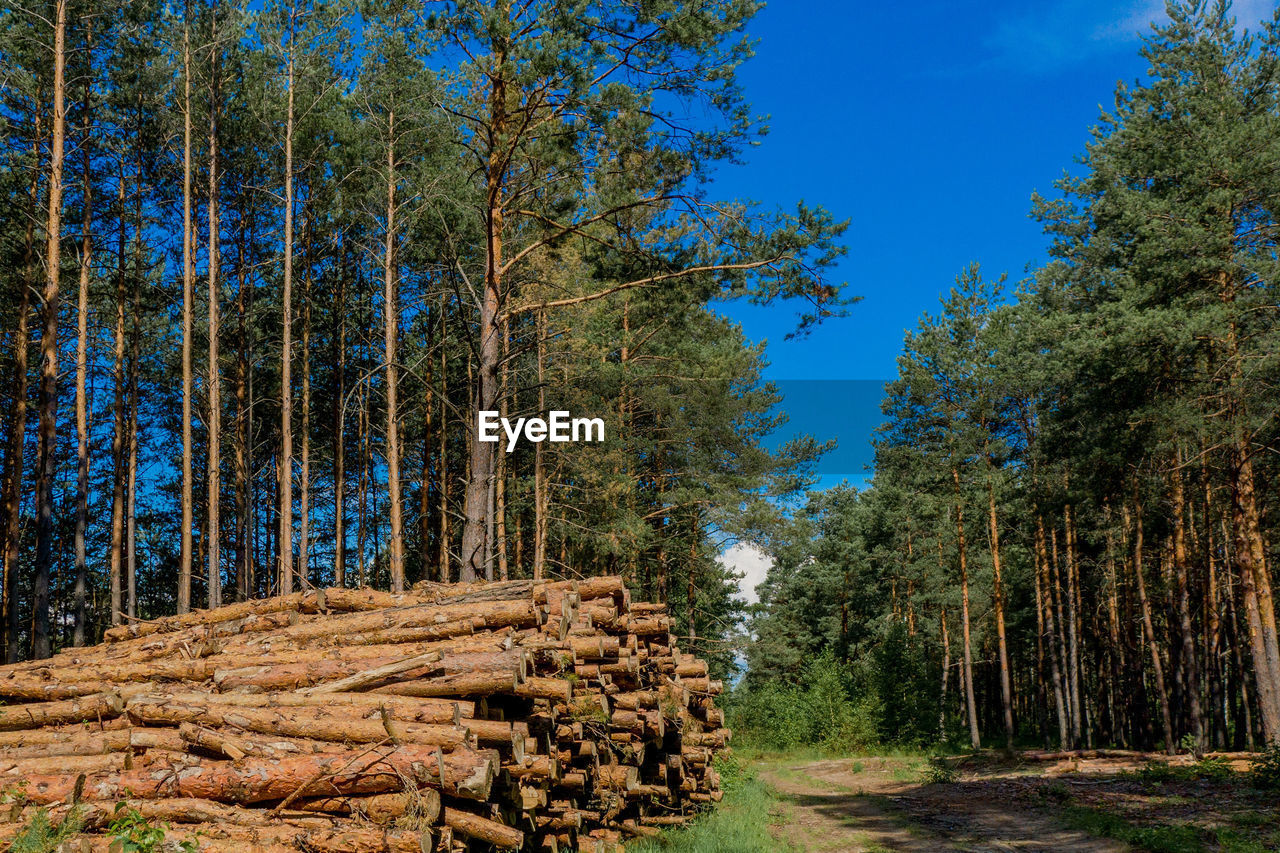 trees on field against sky