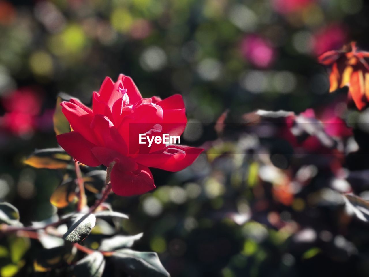 CLOSE-UP OF RED FLOWER BLOOMING