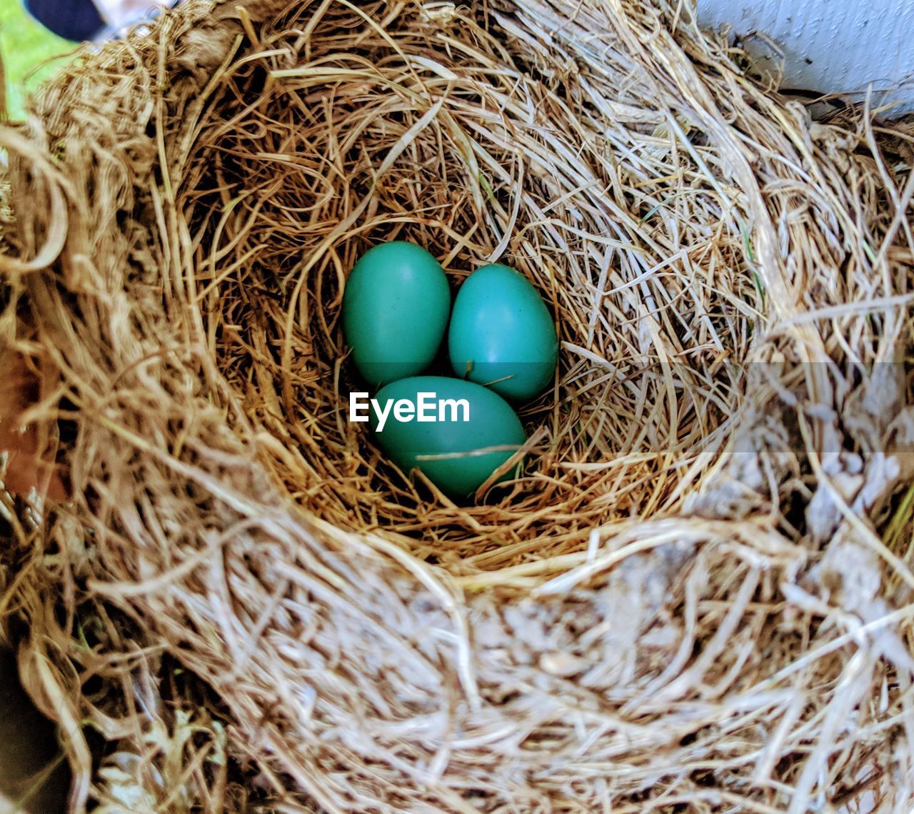 Robin's eggs