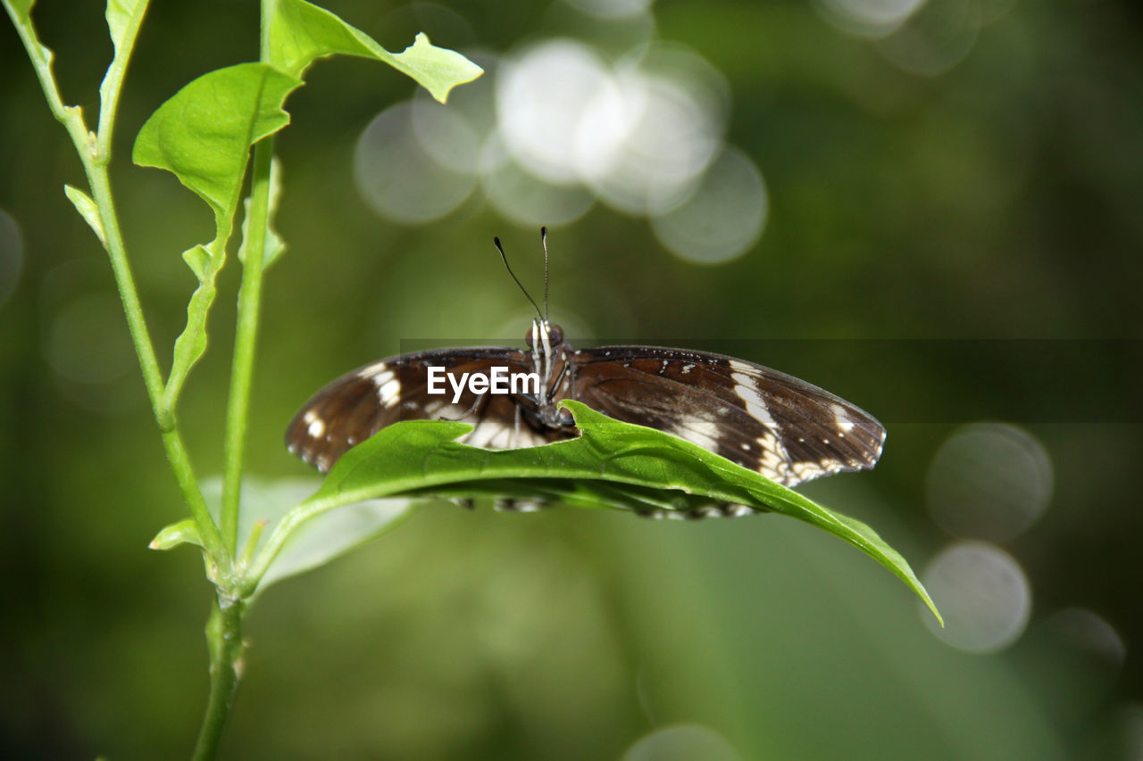 CLOSE-UP OF BUTTERFLY POLLINATING