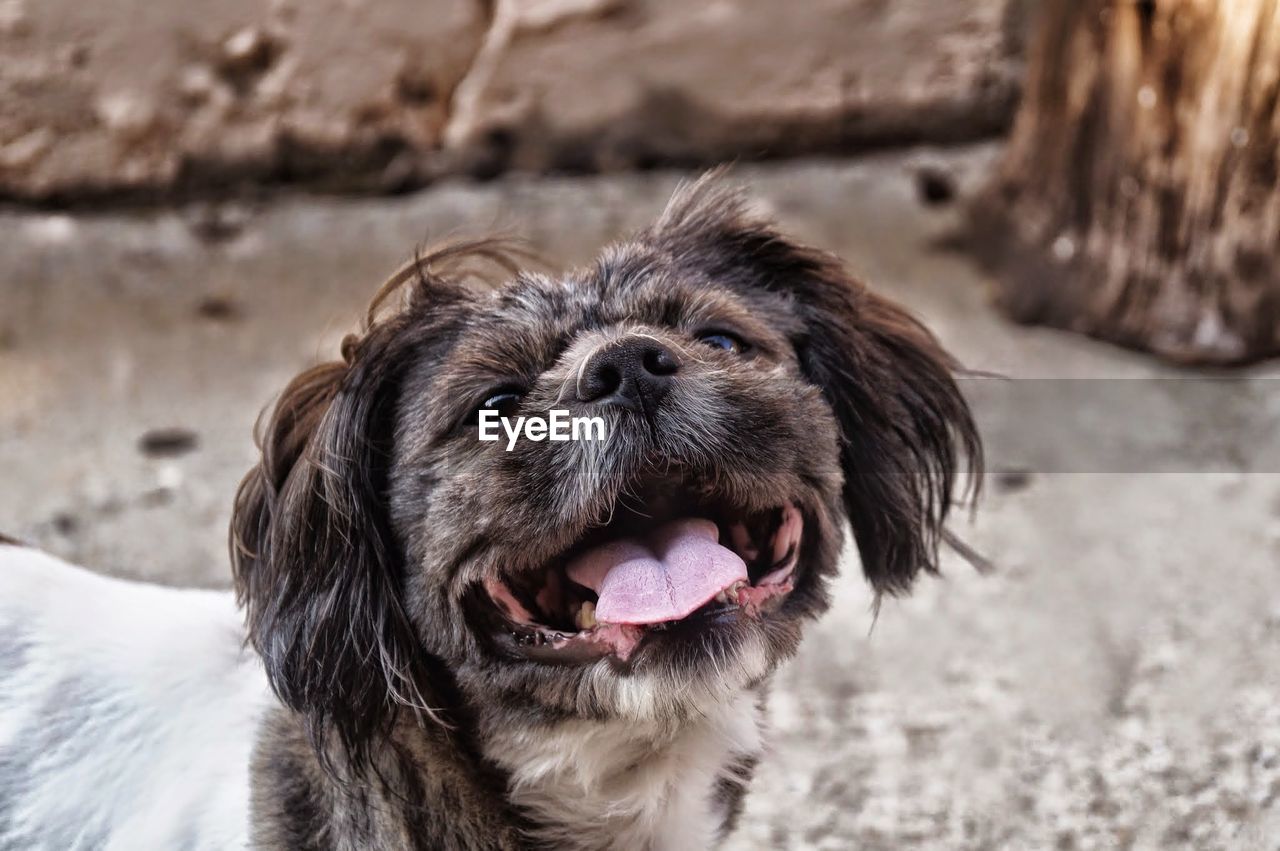 Close-up of dog sticking out tongue