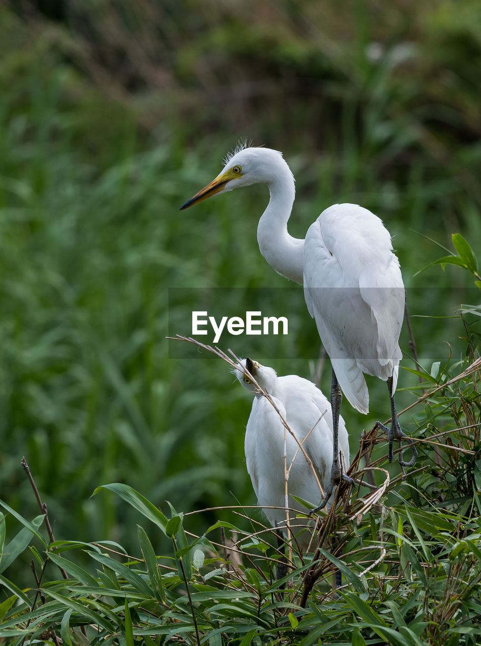 WHITE BIRD ON A GRASS