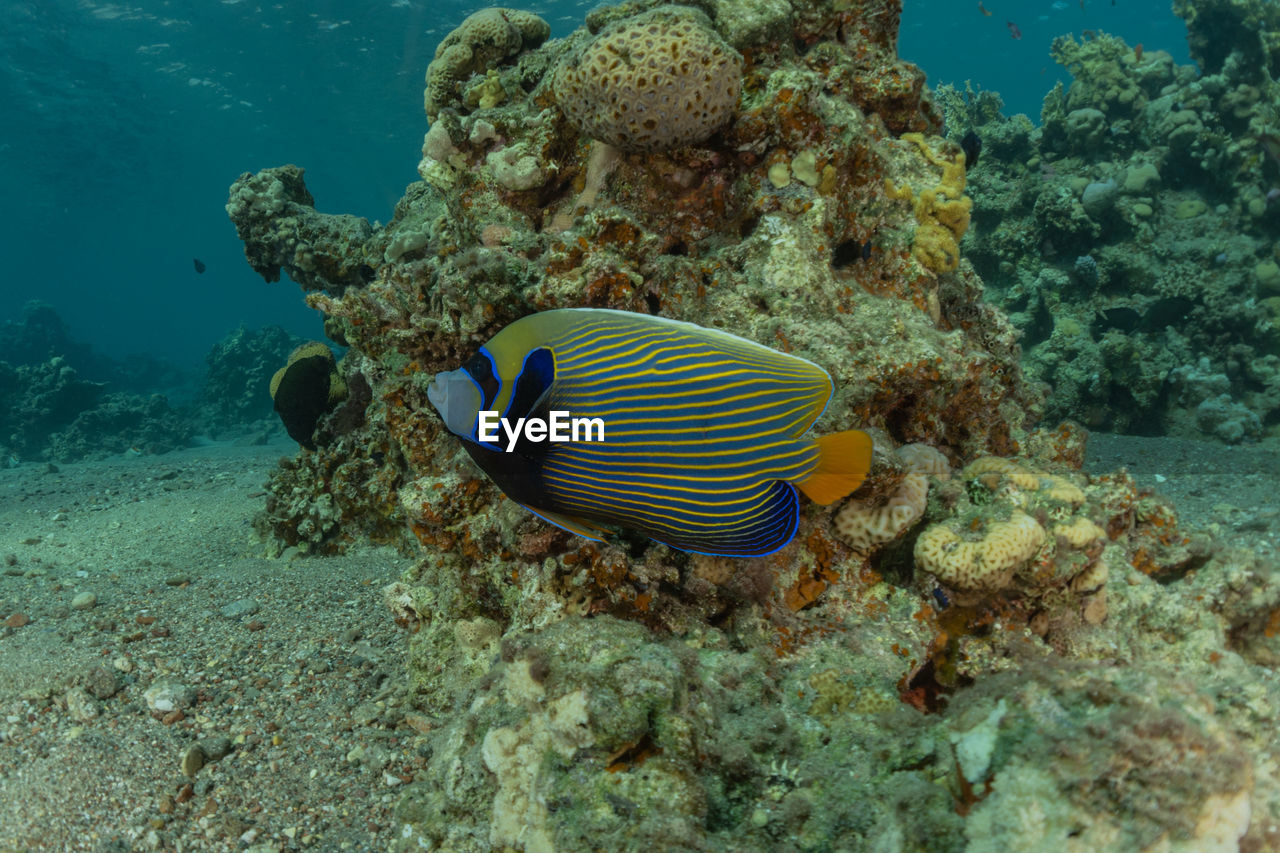 VIEW OF FISH SWIMMING UNDERWATER