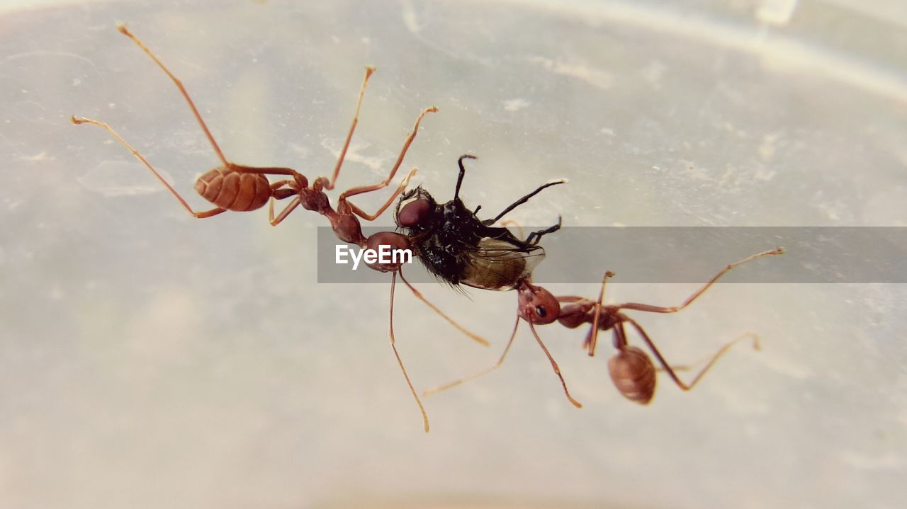 Close-up of ants hunting housefly