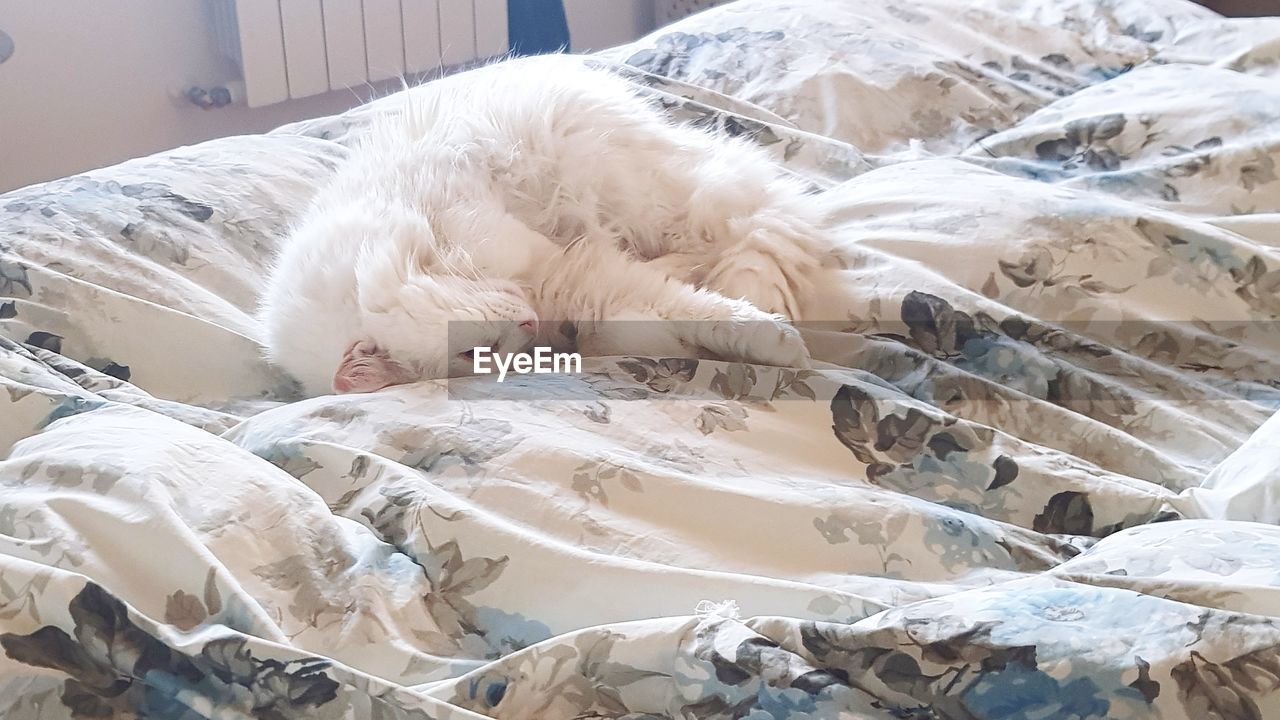 WHITE SLEEPING CAT