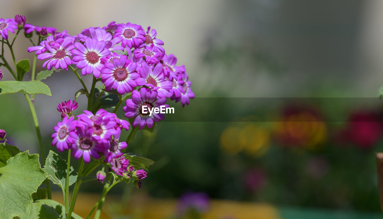 flower, flowering plant, plant, freshness, beauty in nature, nature, fragility, purple, close-up, focus on foreground, growth, blossom, flower head, wildflower, petal, macro photography, pink, inflorescence, no people, outdoors, plant part, day, springtime, selective focus, leaf, botany