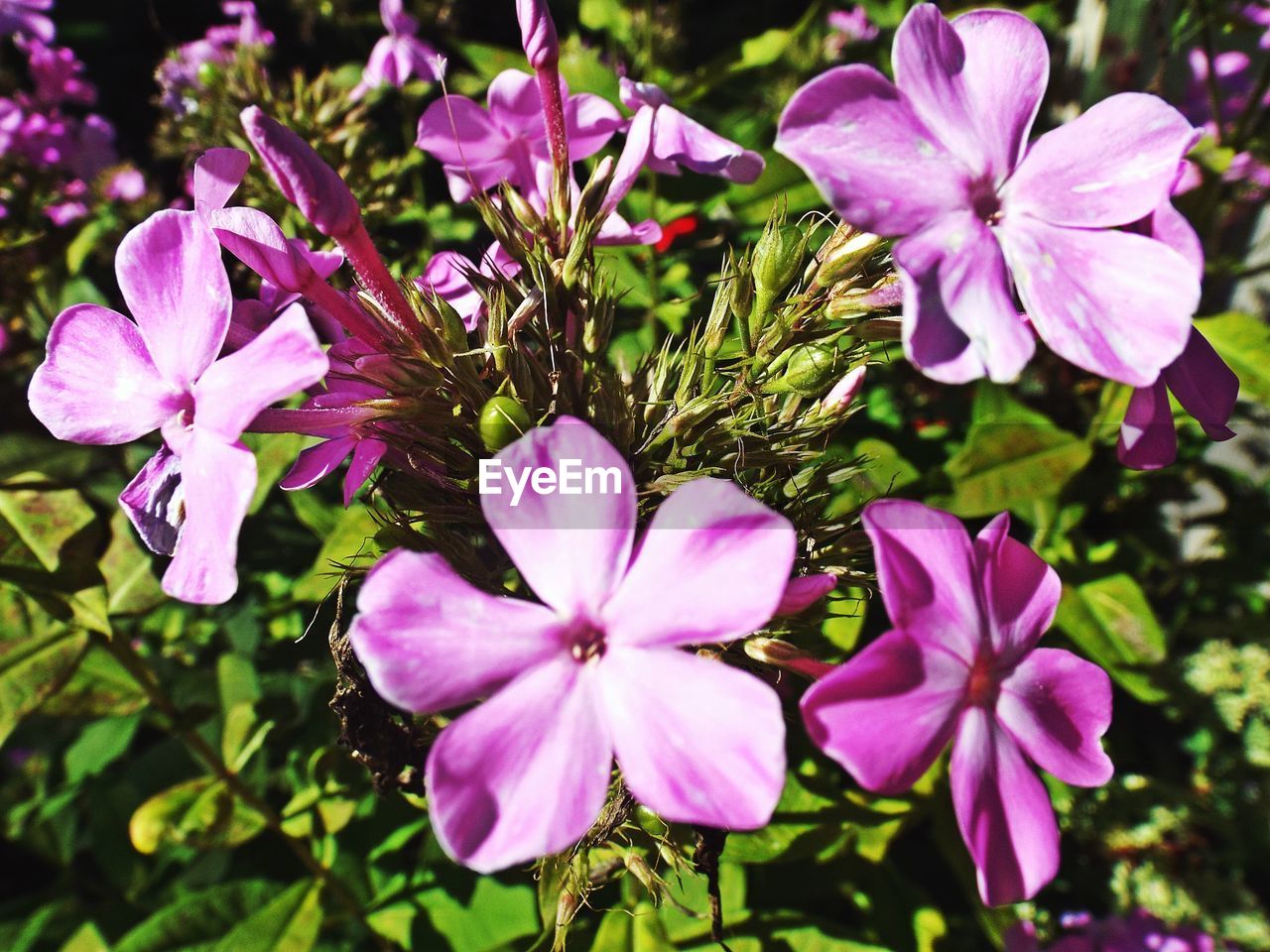 Close-up of pink flowers