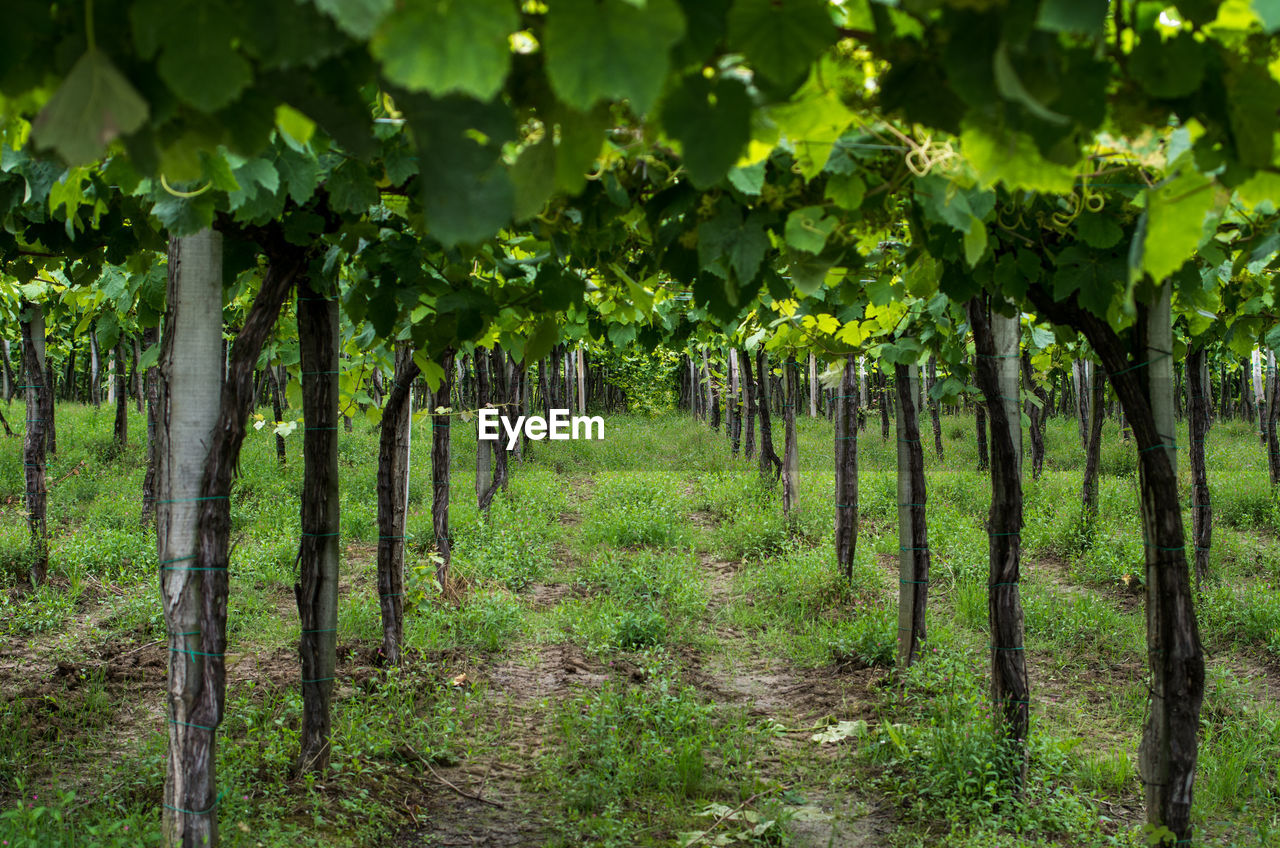 Vineyard amidst trees on field