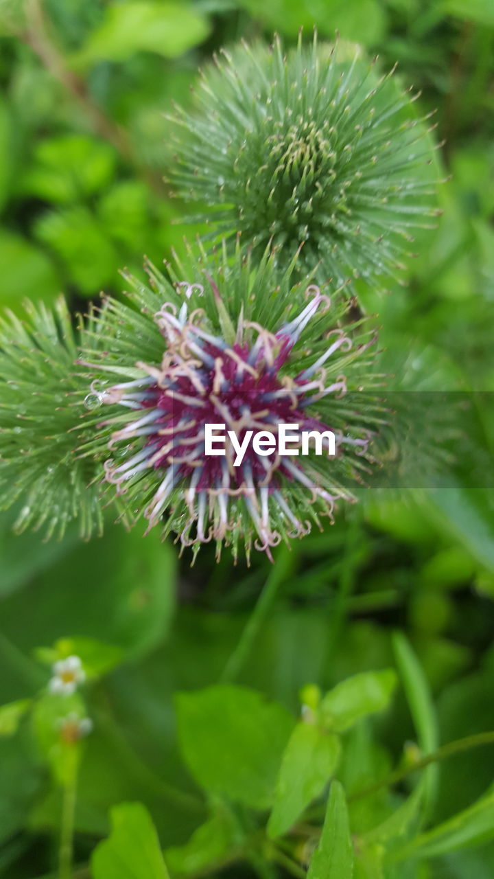 CLOSE-UP OF FLOWER PLANT