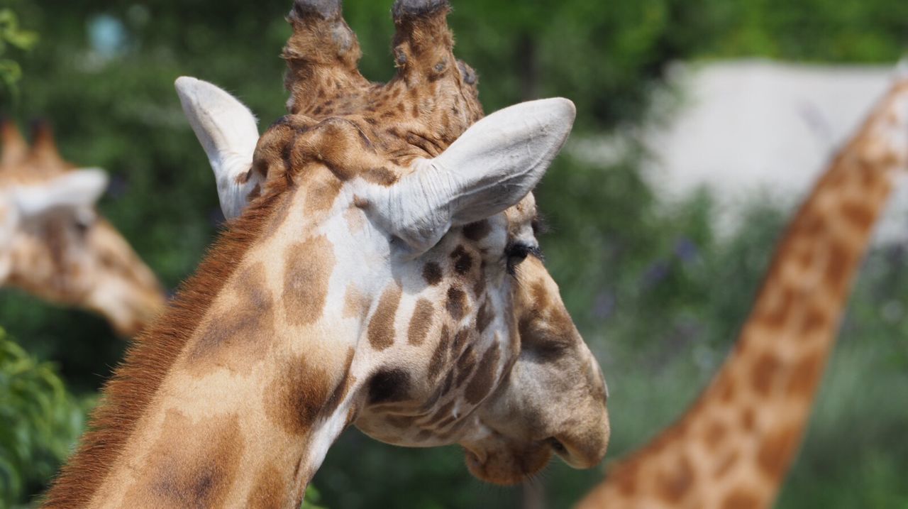 Close-up of giraffe