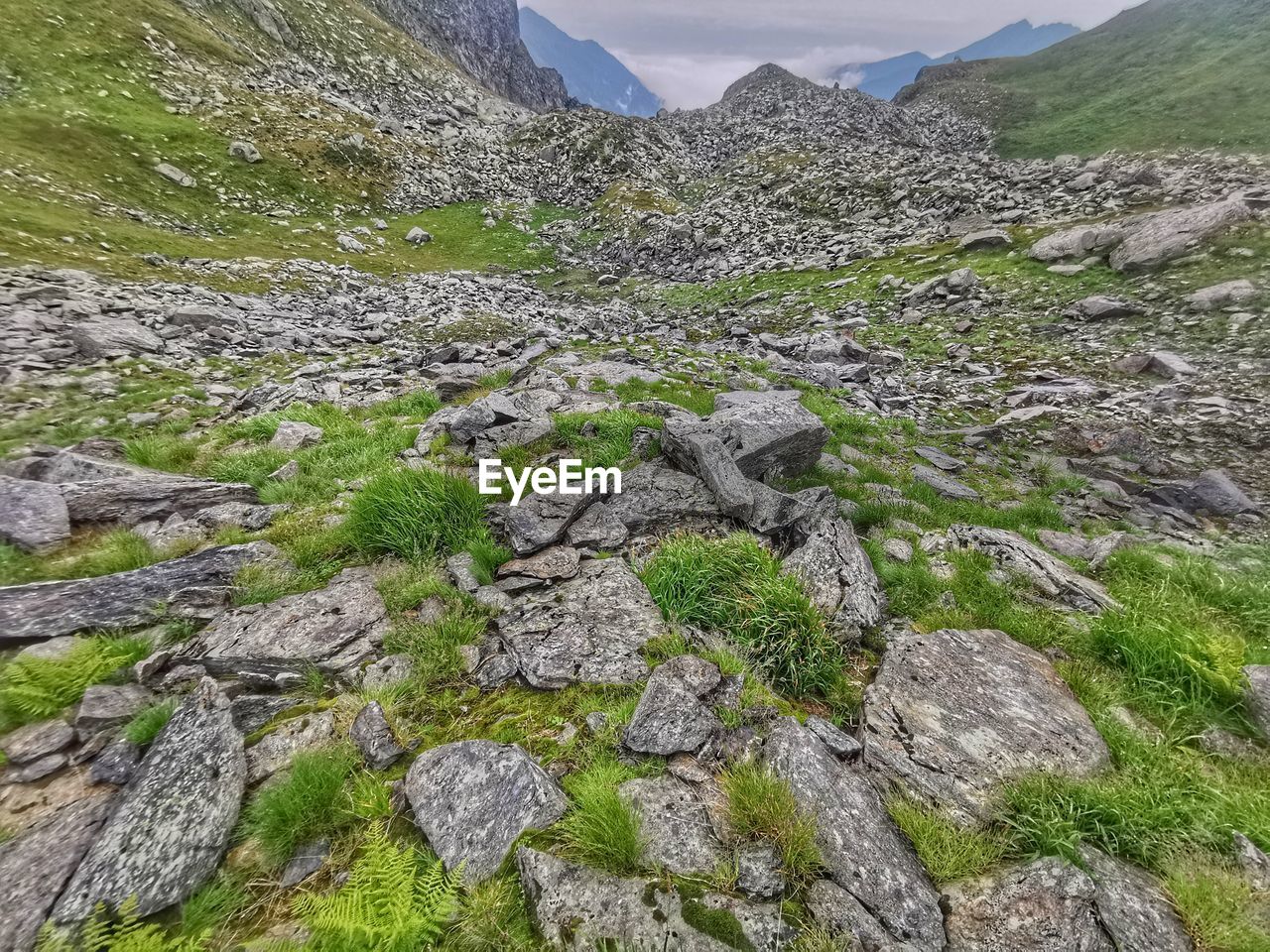 PLANTS GROWING ON ROCKS AGAINST MOUNTAIN