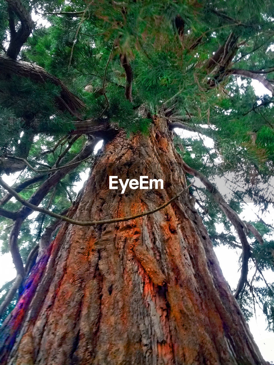 LOW ANGLE VIEW OF TREE IN FOREST