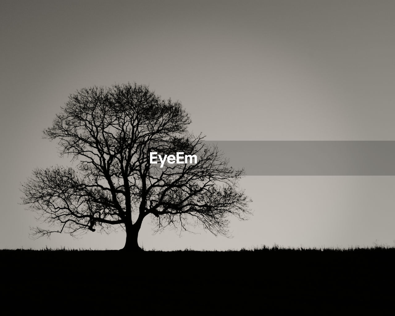 SILHOUETTE OF TREE AGAINST CLEAR SKY