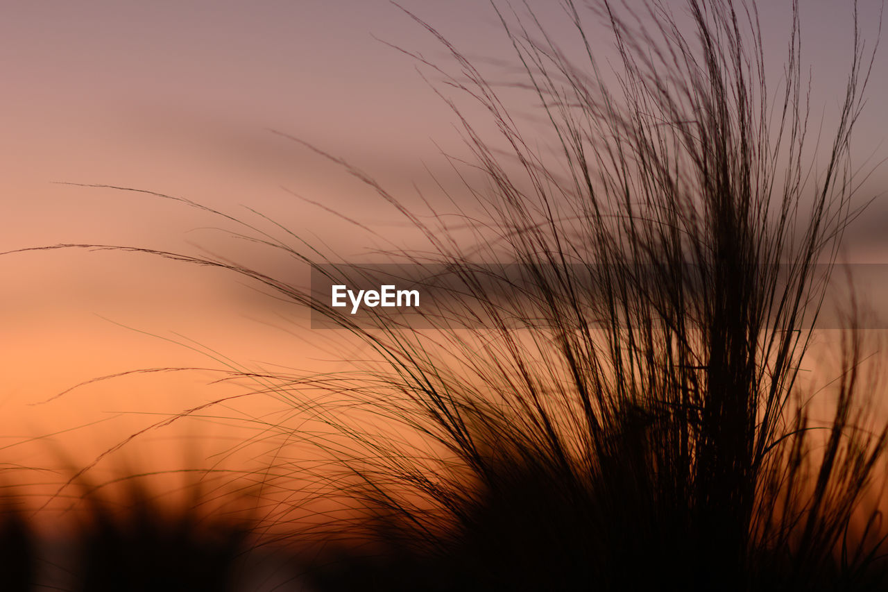 Close-up of silhouette plants against sky during sunset