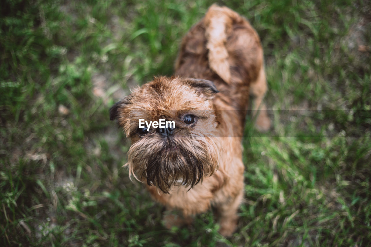 PORTRAIT OF DOG ON ROCK