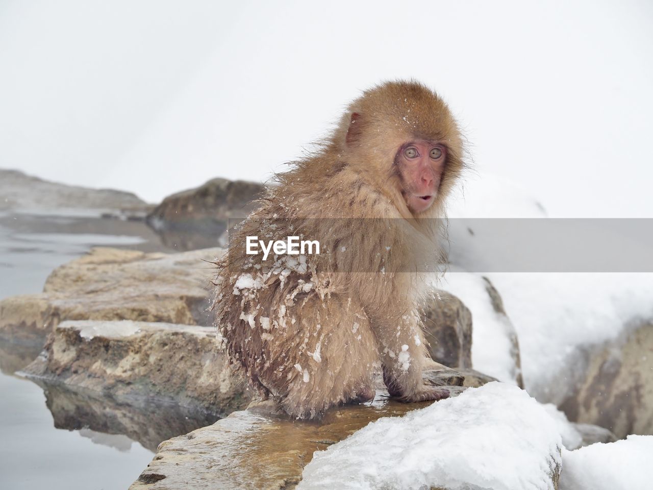 MONKEY ON SNOW