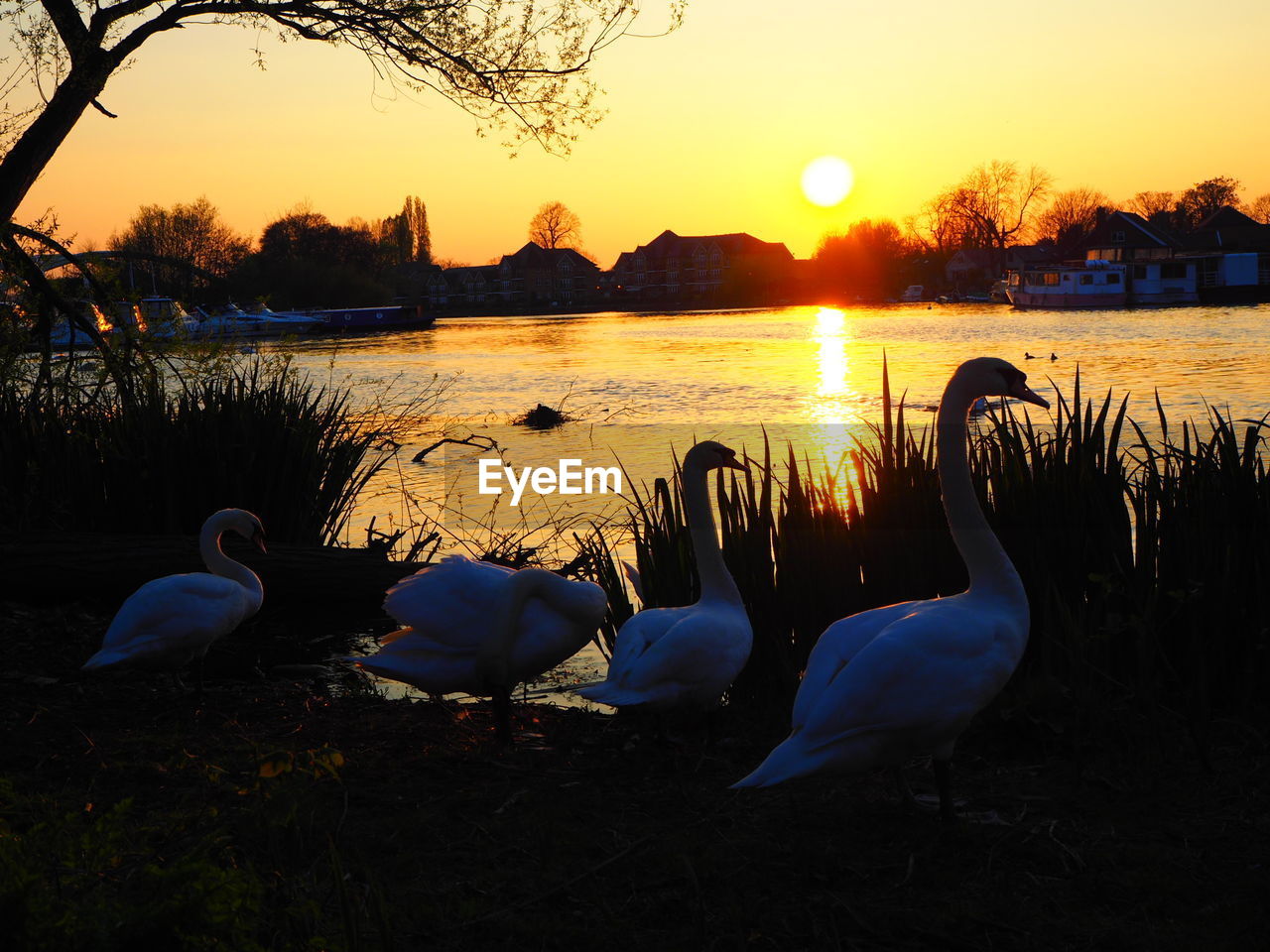 SWANS SWIMMING IN LAKE AT SUNSET