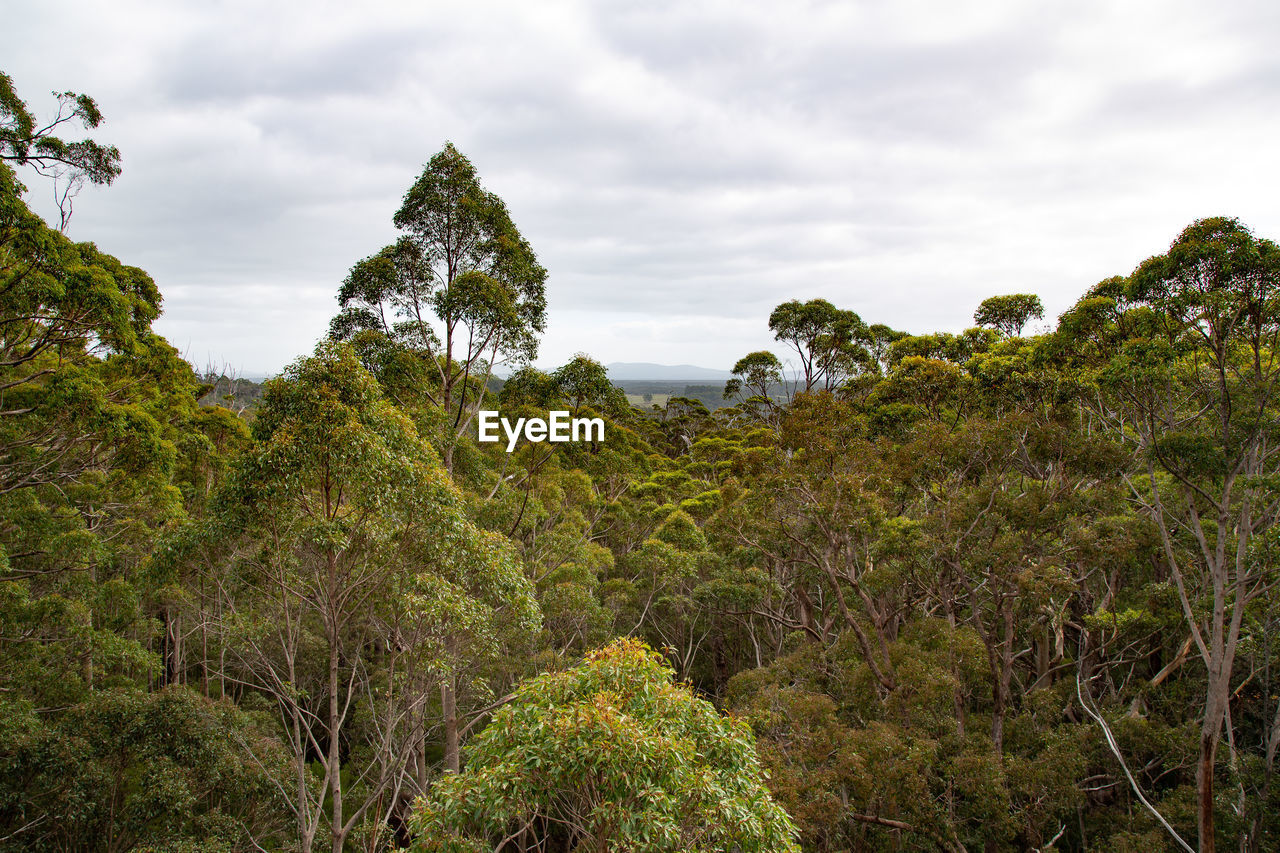 Plants and trees against sky