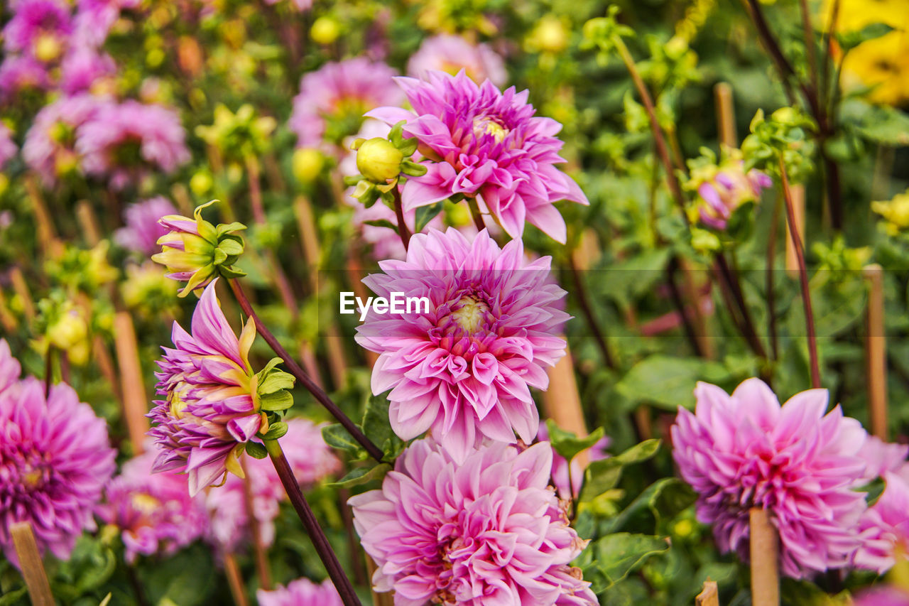 CLOSE-UP OF PINK FLOWERS