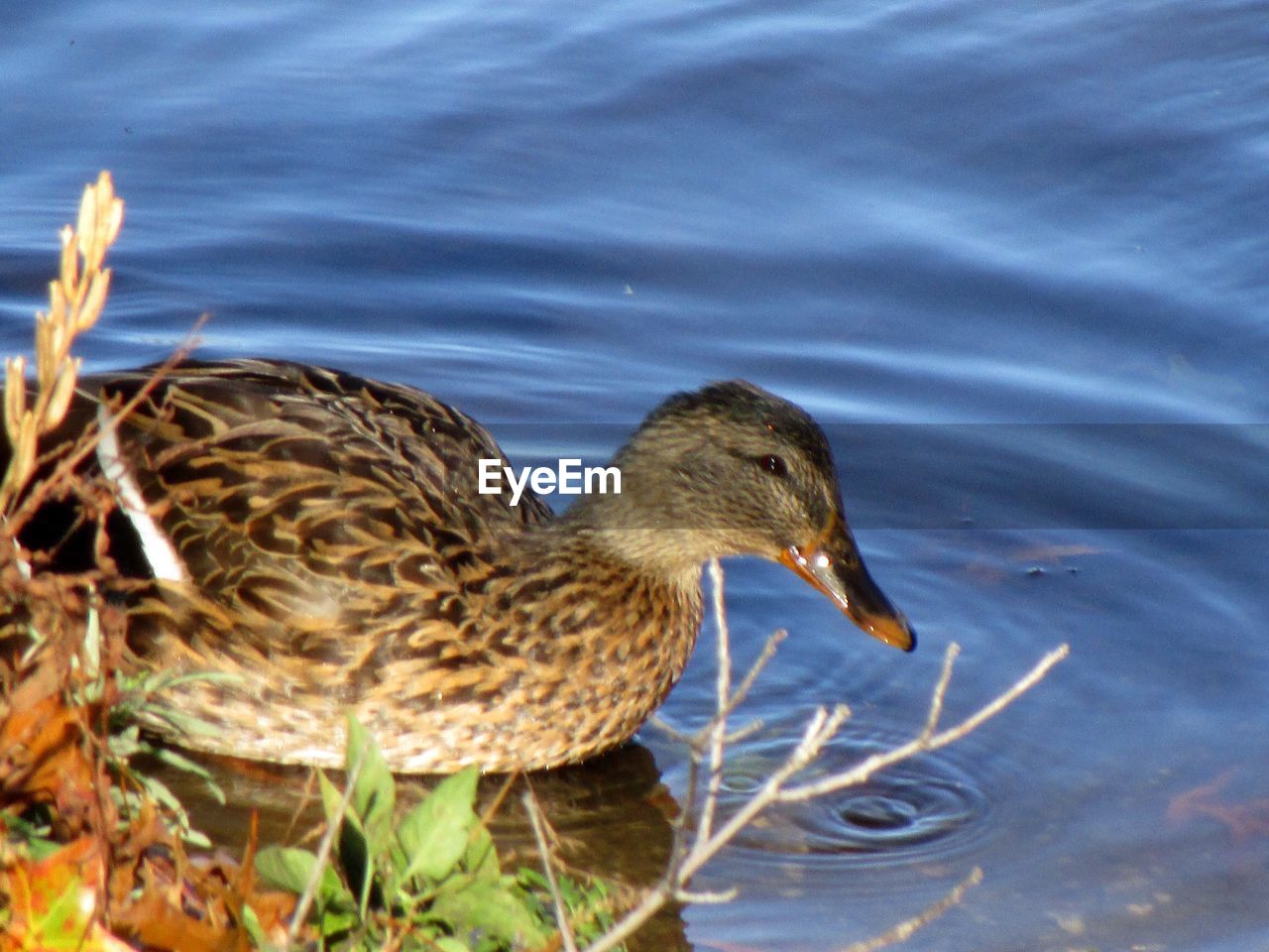 CLOSE-UP OF MALLARD DUCK SWIMMING IN LAKE