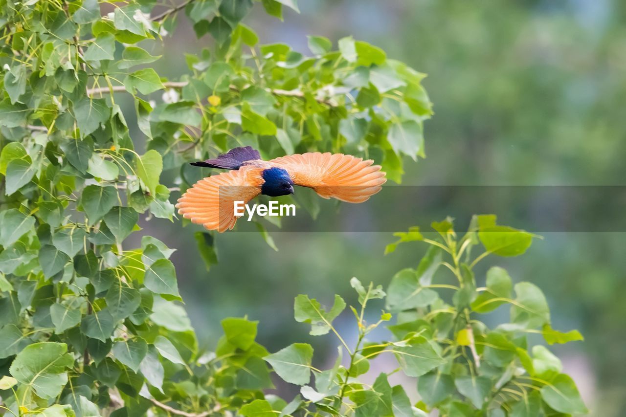 CLOSE-UP OF BUTTERFLY ON PLANT