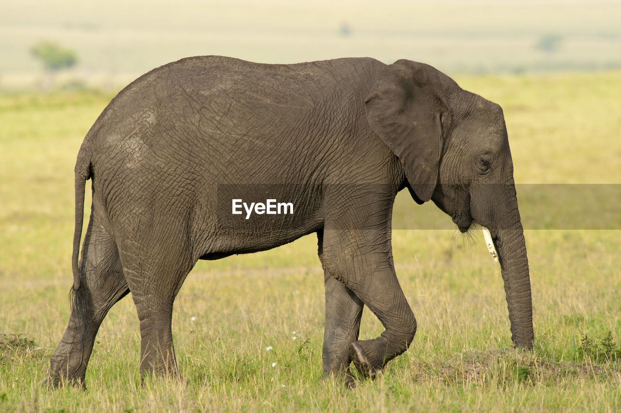SIDE VIEW OF ELEPHANT