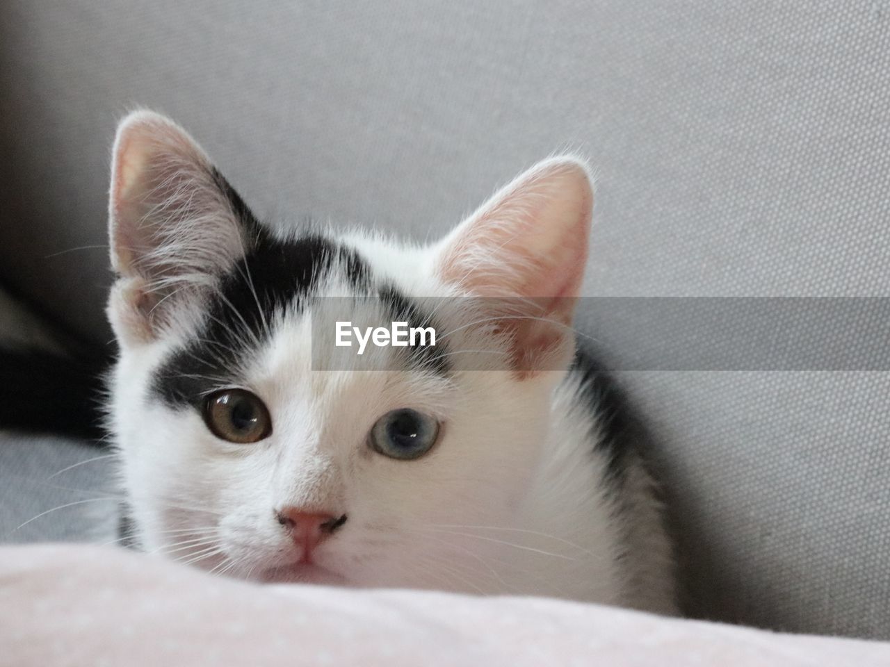 Cute two color eyed cat. 