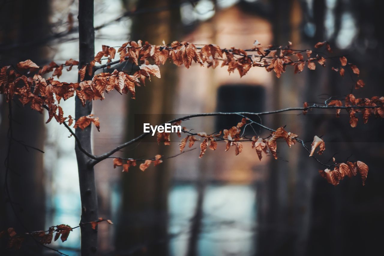 CLOSE-UP OF DRY LEAVES ON BRANCH AGAINST BLURRED BACKGROUND