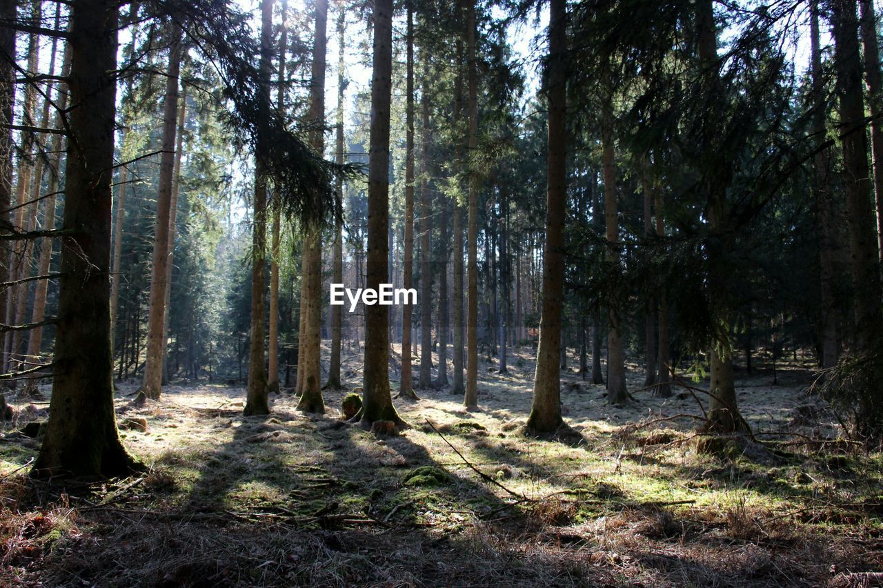 Trees growing at forest