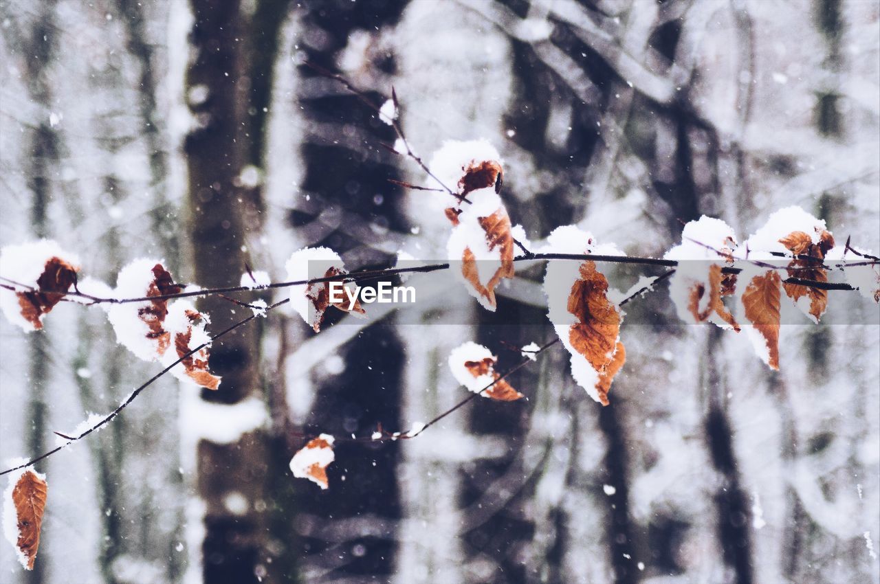 SNOW COVERED TREE IN WATER