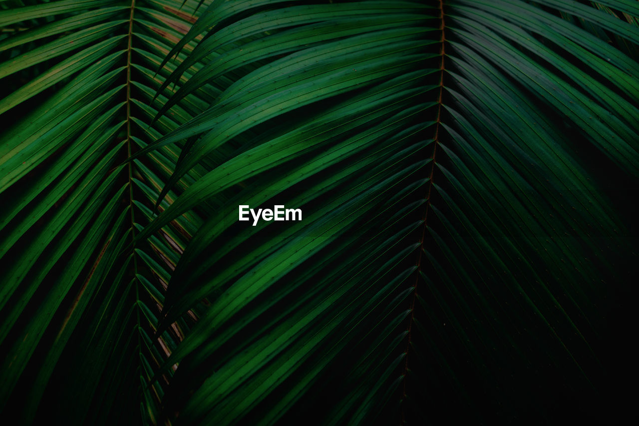 Full frame shot of palm leaves