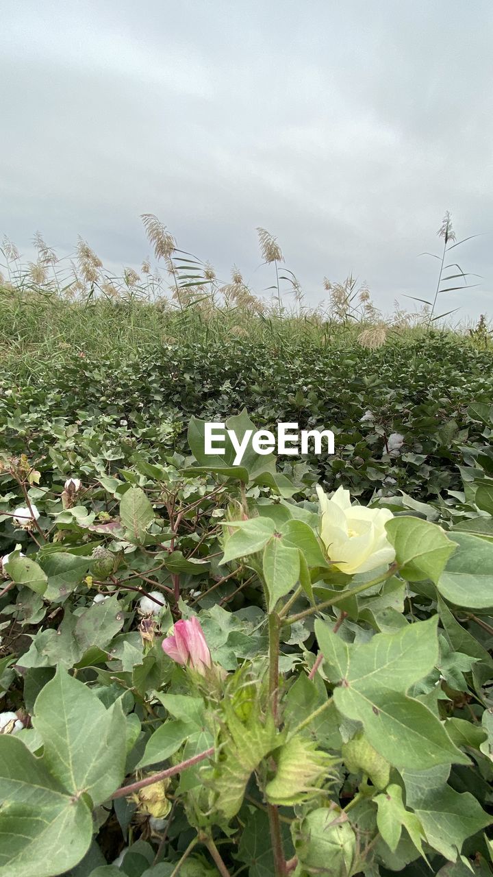 CLOSE-UP OF FLOWERING PLANTS ON FIELD