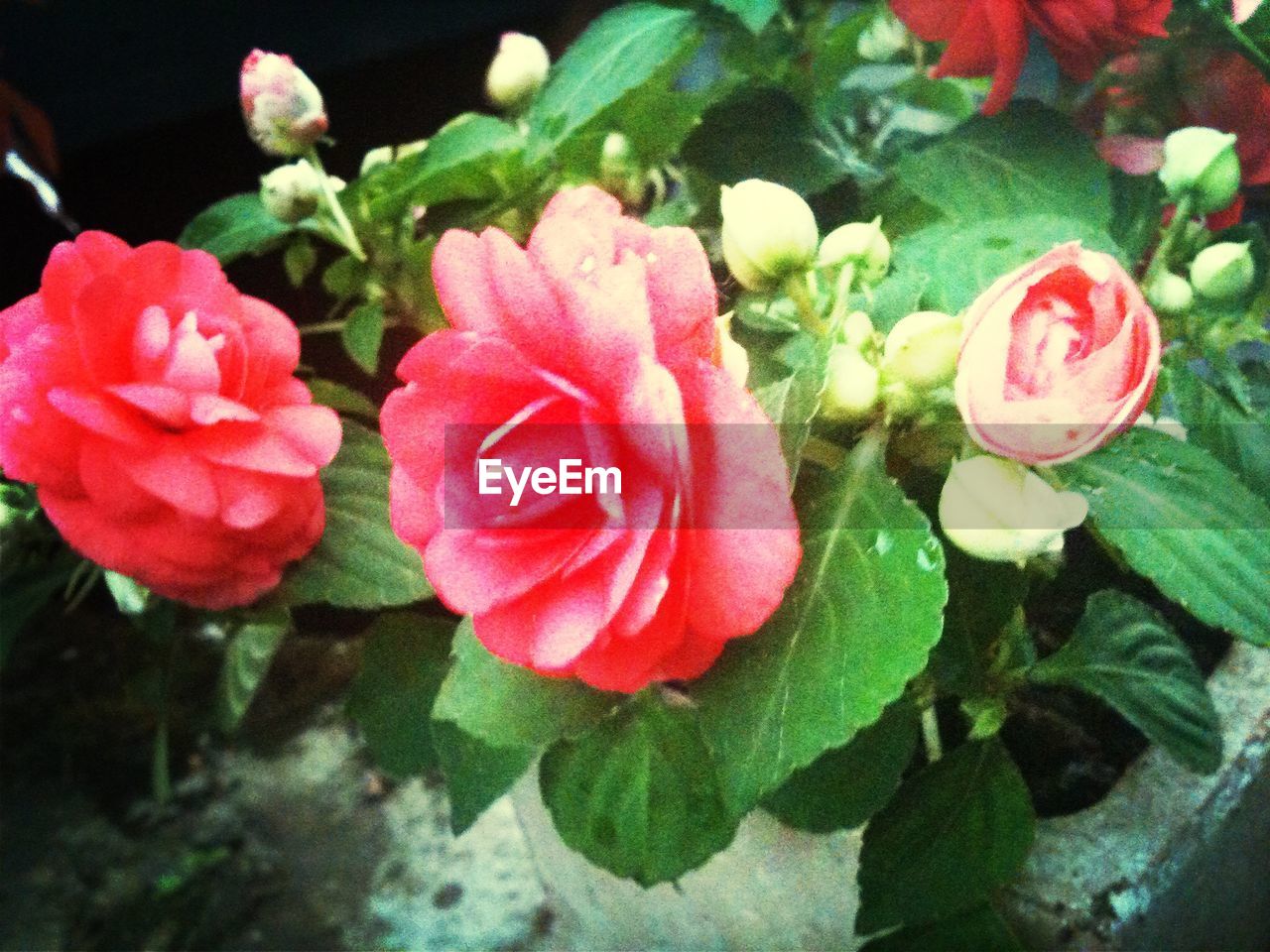 CLOSE-UP OF PINK ROSE BLOOMING OUTDOORS