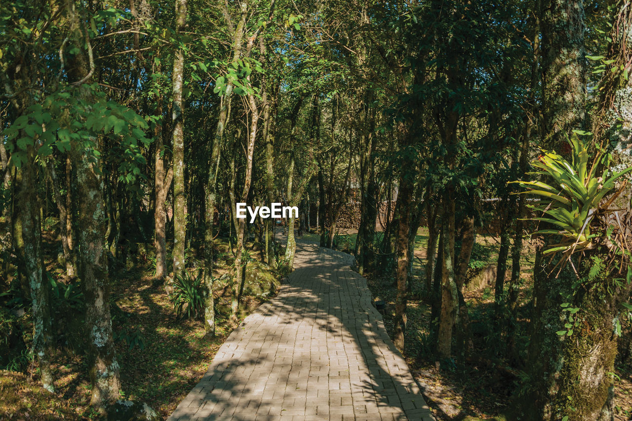 Pathway in a wooded landscape in the sculpture park stones of silence near nova petropolis, brazil.