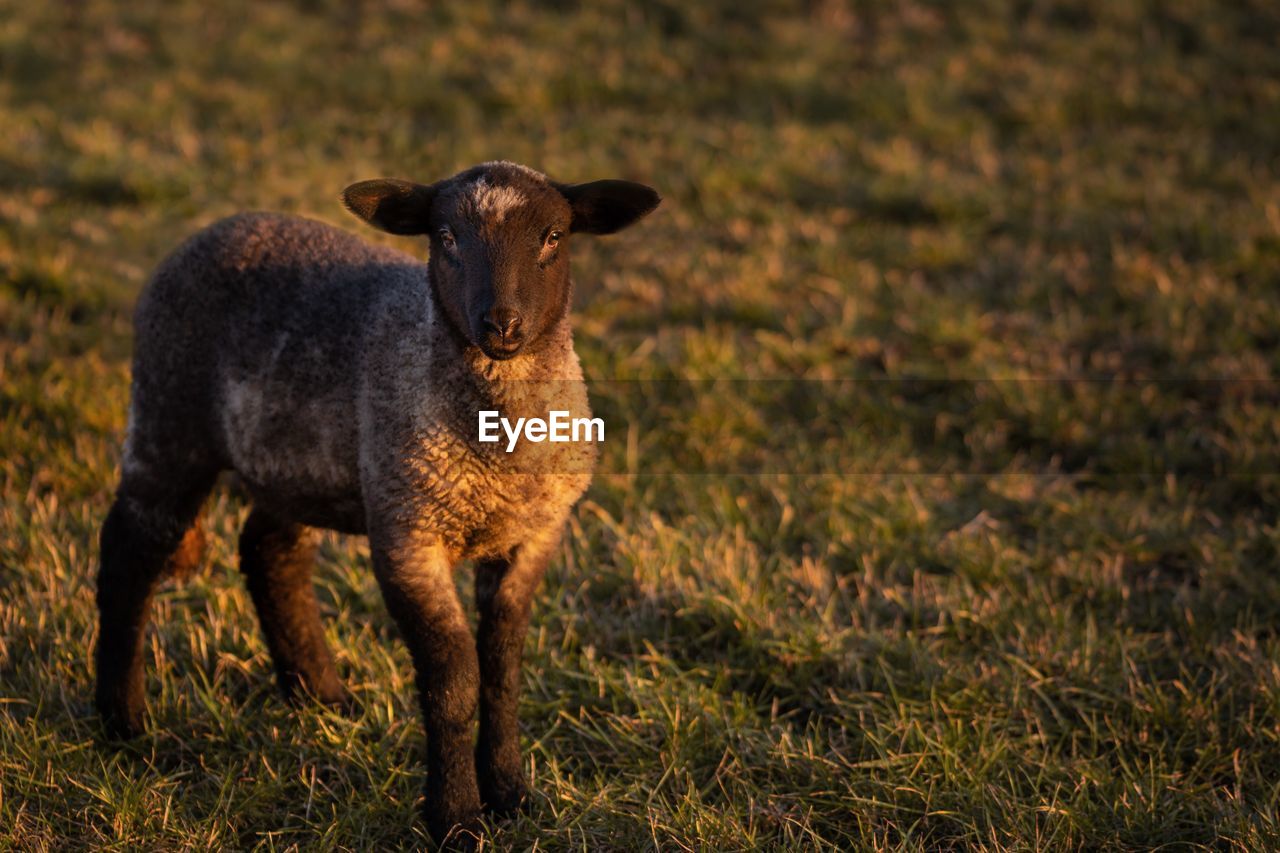 PORTRAIT OF SHEEP ON FIELD