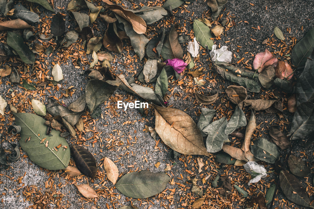 High angle view of dry leaves on field