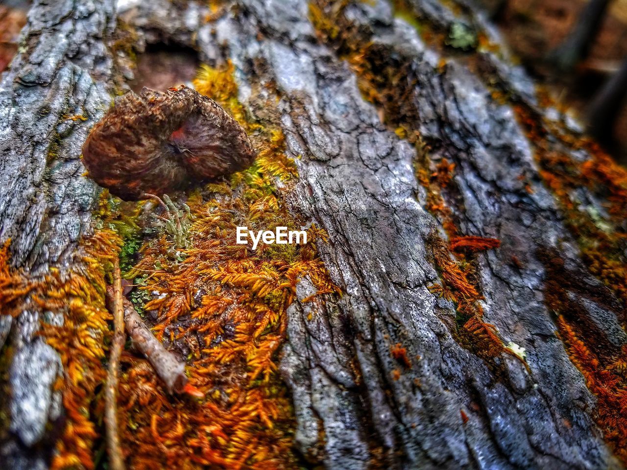 CLOSE-UP OF TREE TRUNK