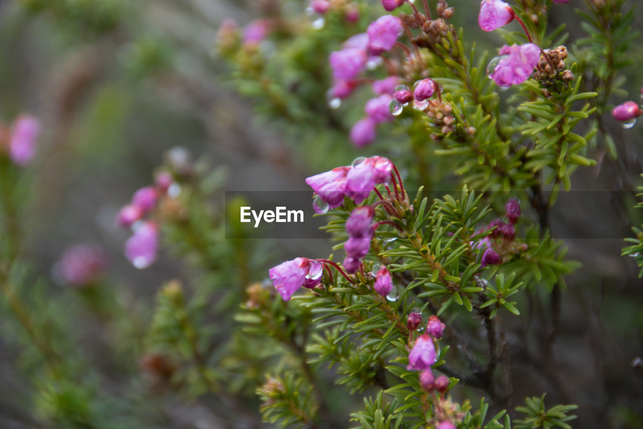 Close-up of pink flowers