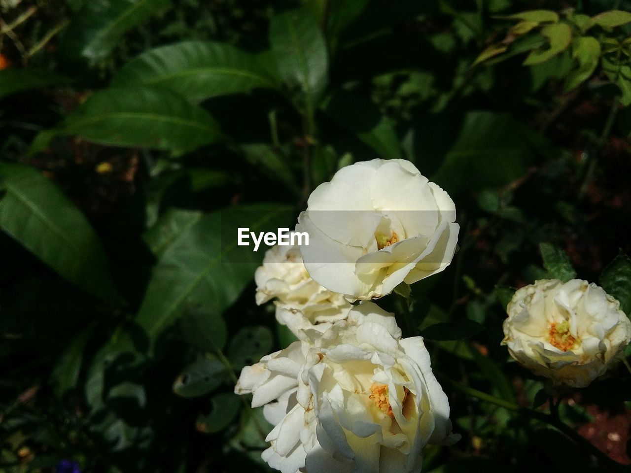 Close-up of white flowers blooming outdoors