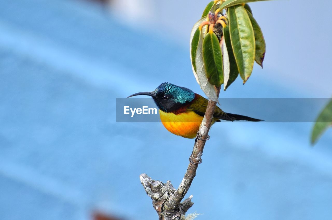 LOW ANGLE VIEW OF BIRD PERCHING ON TREE